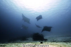 5 reef mantas, around bommie at manta sandy raja ampat. by Alistair Bygrave 